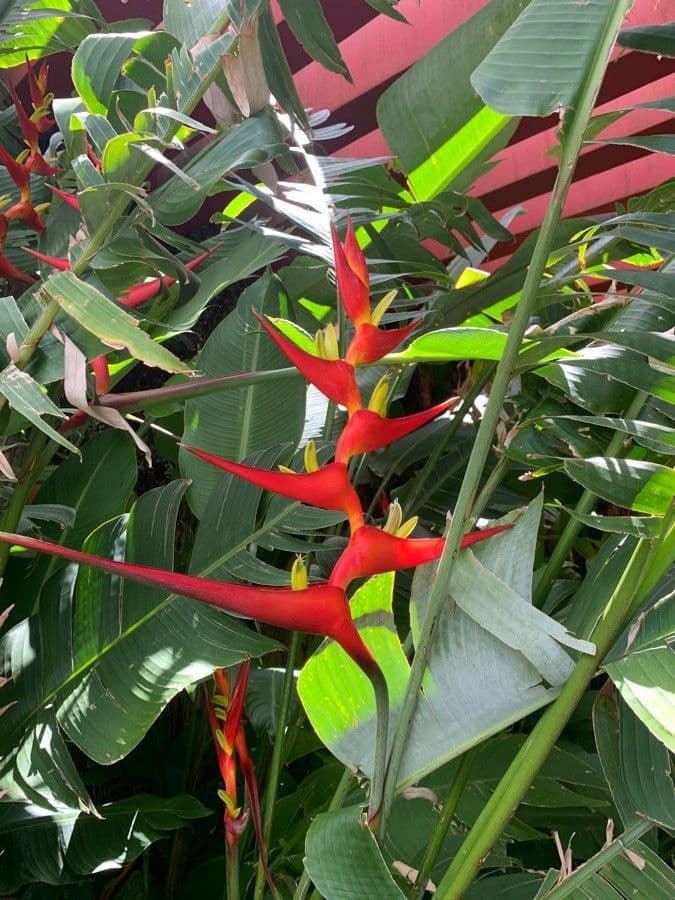 Fiore pappagallo 6