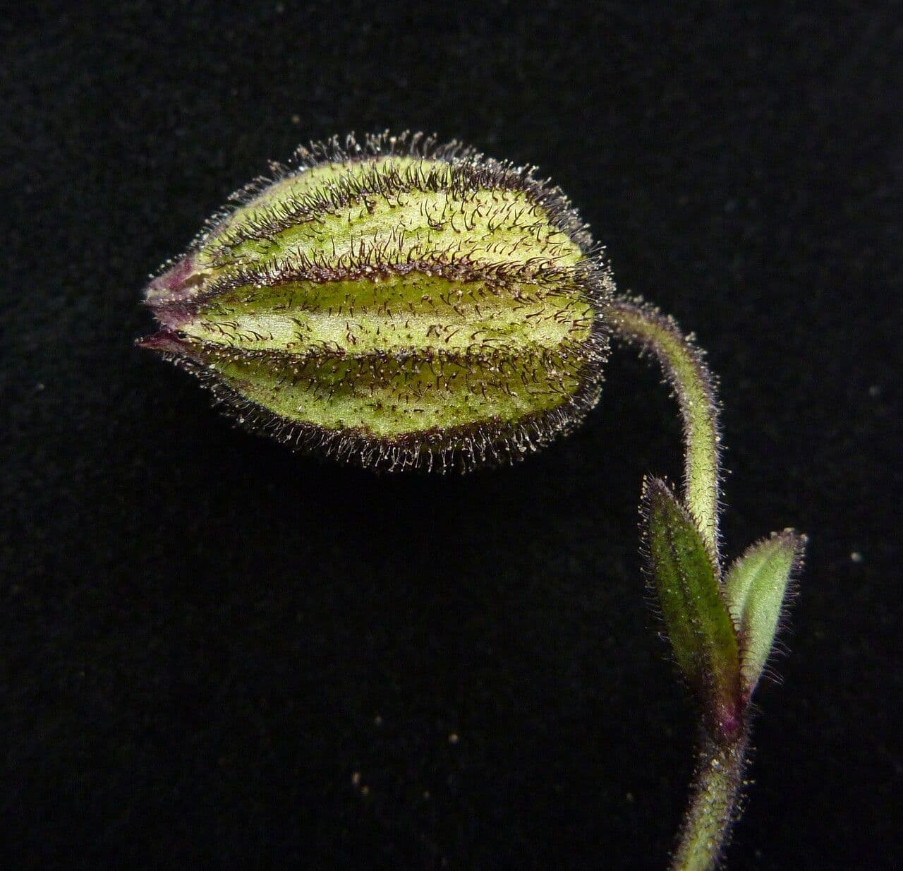 Silene