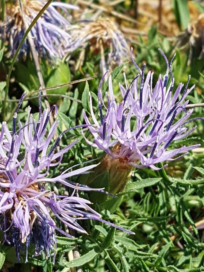 Sanftdistel 4