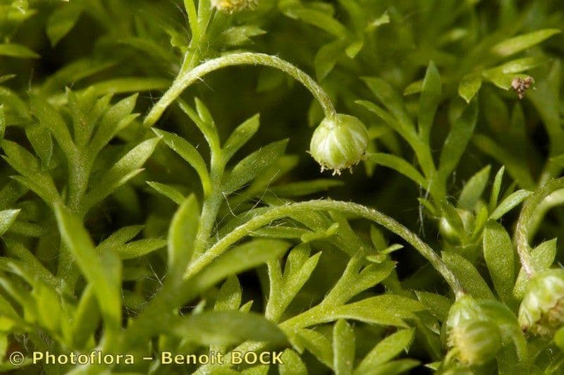 Cotula australis 19
