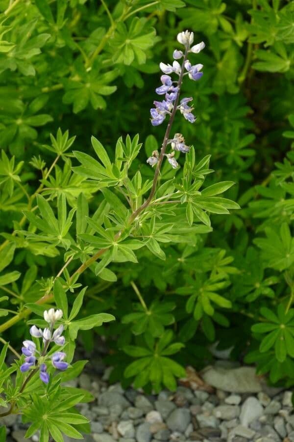 Nootka-Lupine 16