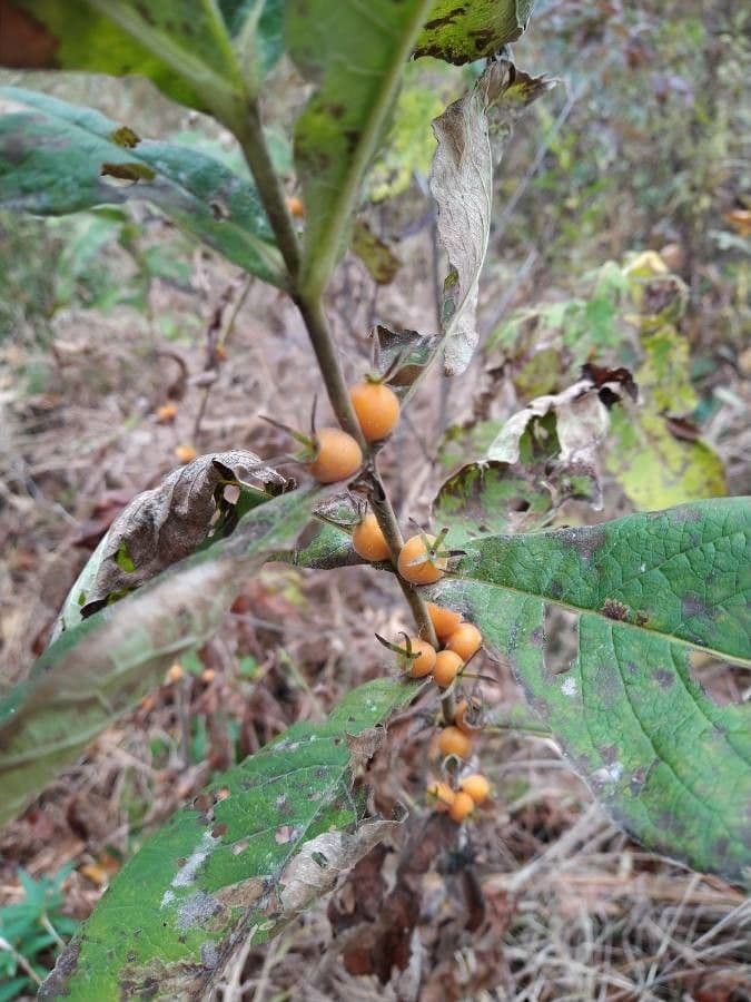 Triosteum perfoliatum 2