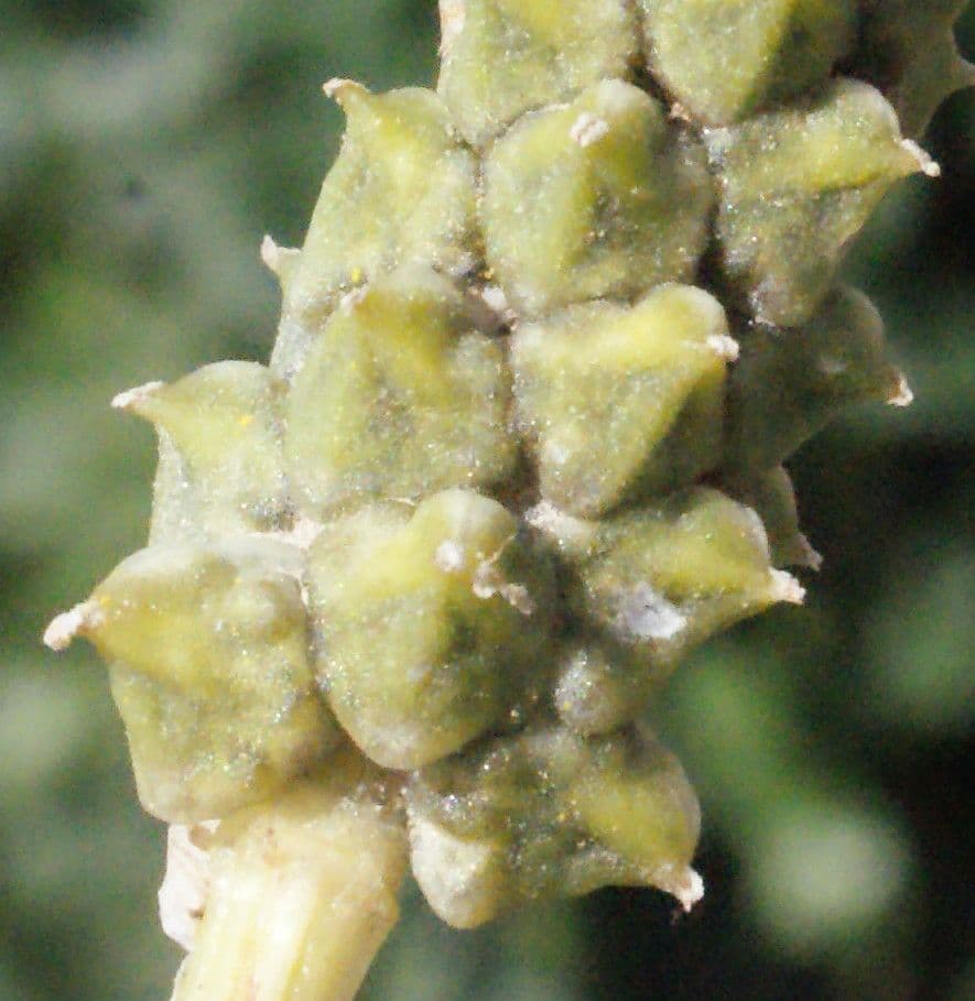 Adonis microcarpa