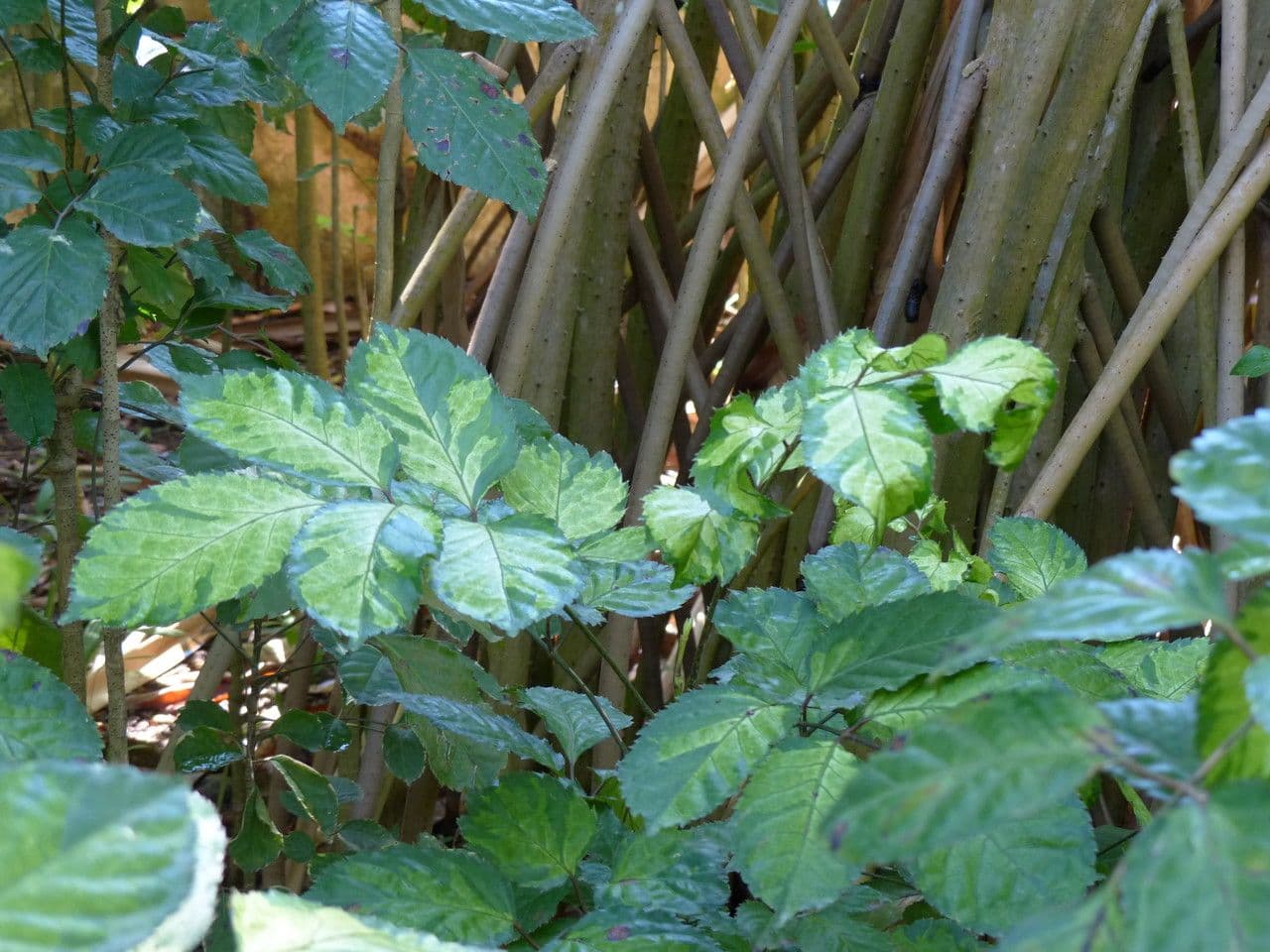 Polyscias balfouriana 8