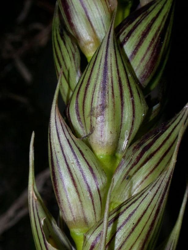 Guzmania monostachia 5