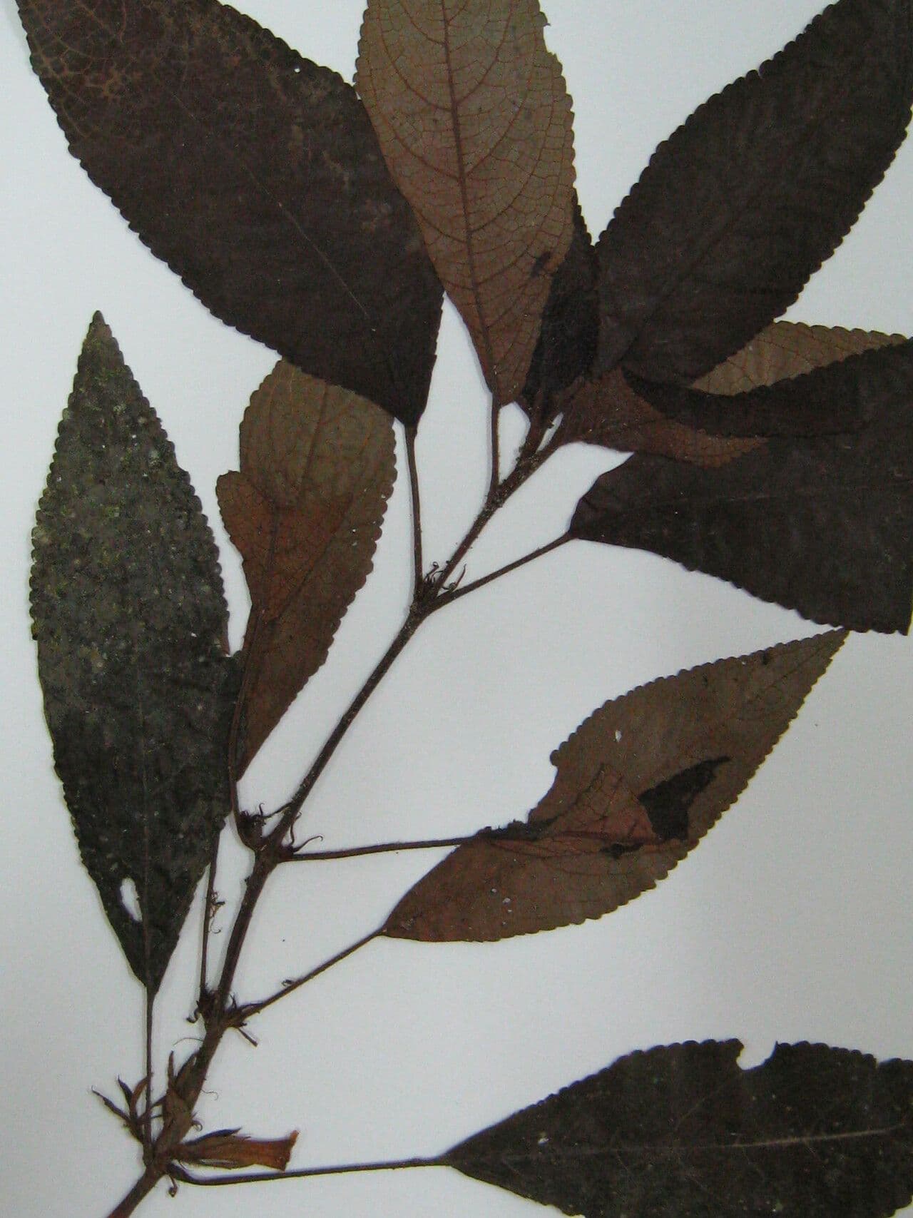Nautilocalyx 8