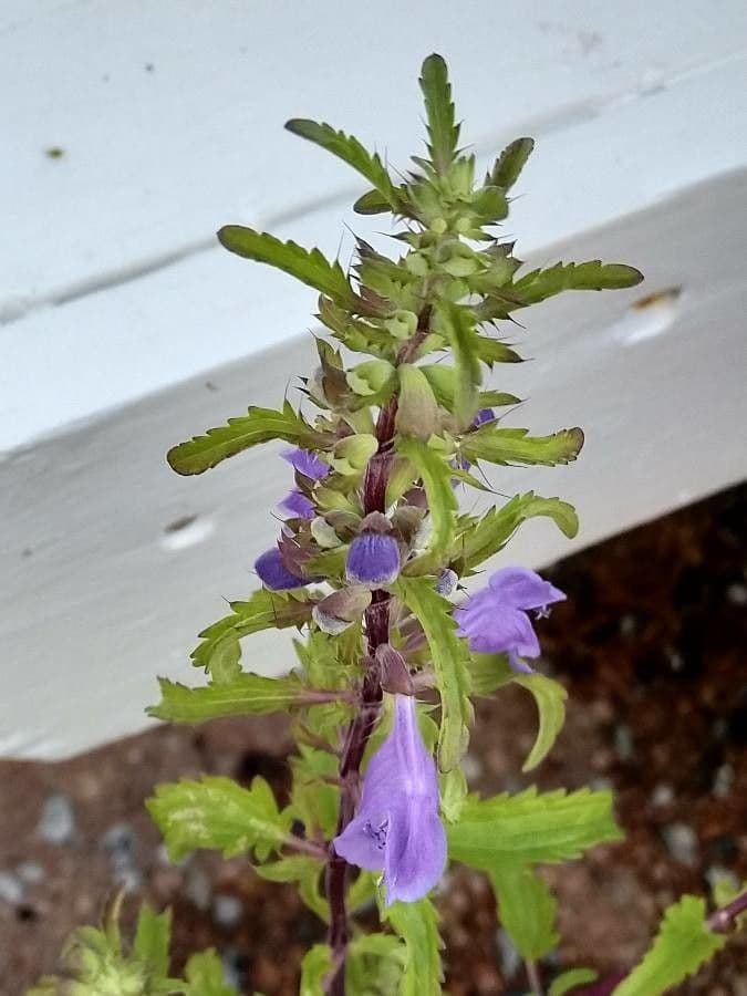 Dracocéphale de Moldavie 28