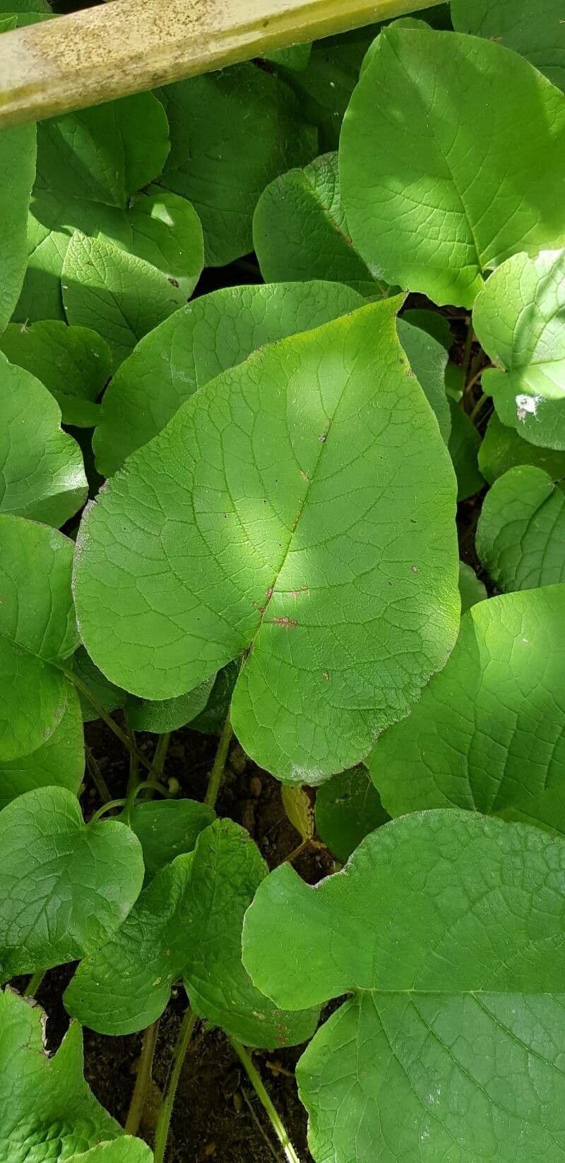 Trachystemon d'Orient 12
