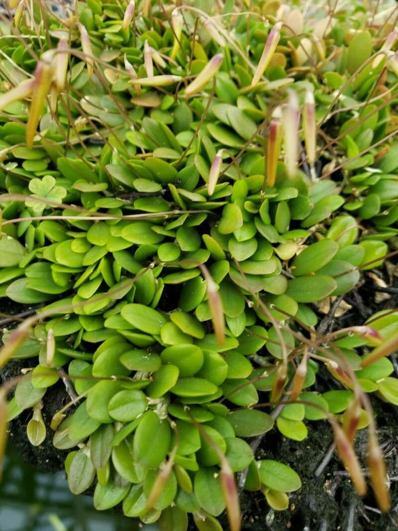 Barbosella 2
