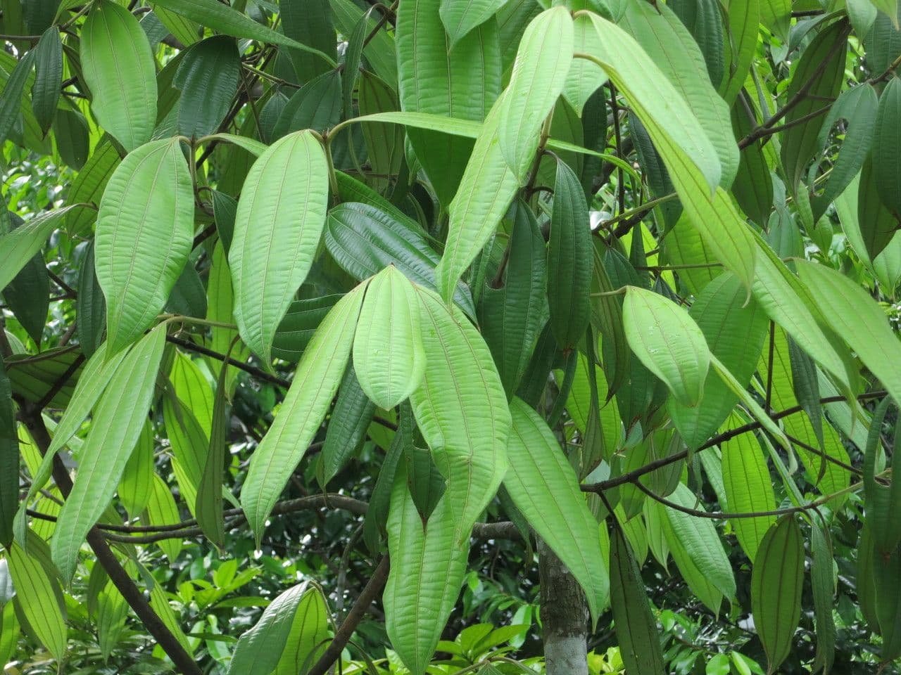 Cannella 3