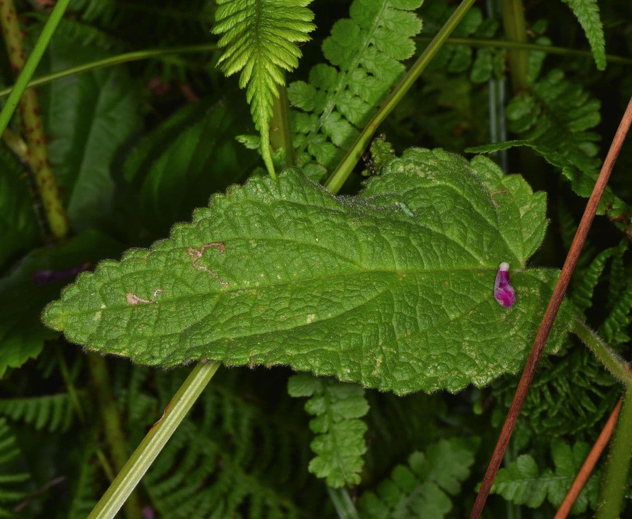 Stachys chamissonis 11
