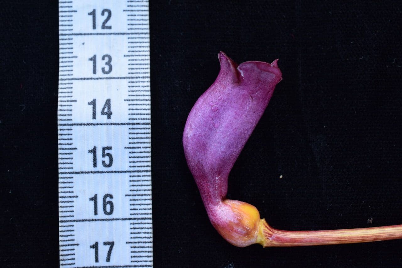Aeginetia indická 13
