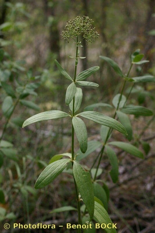 Przytulia rubioides 22