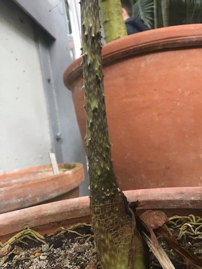 Anchomanes difformis 16