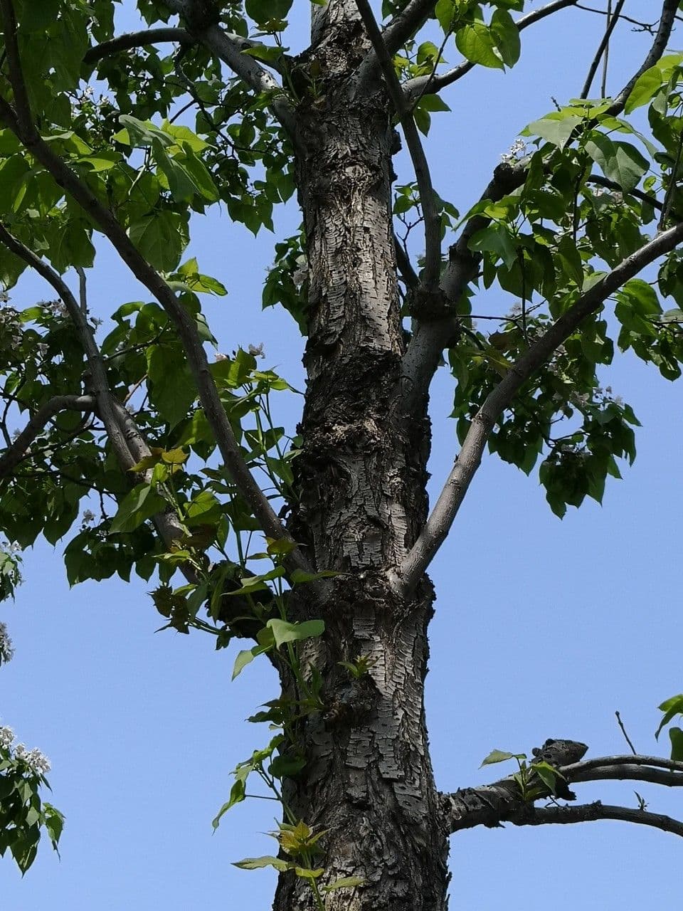 Catalpa di Bunge 16