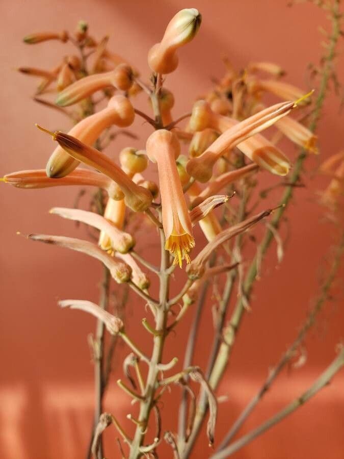 Aloe