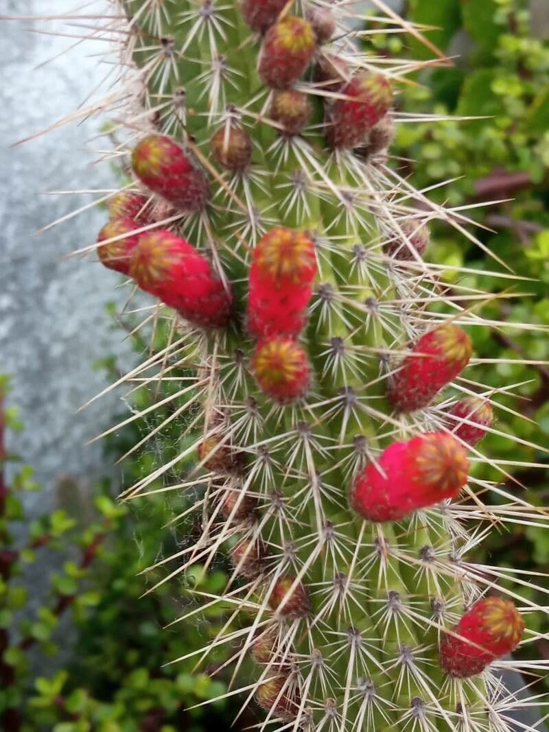 Cactus di Baumann 22