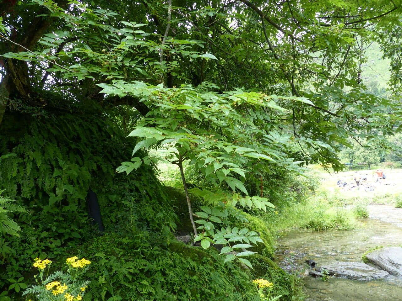 Albero amaro 2