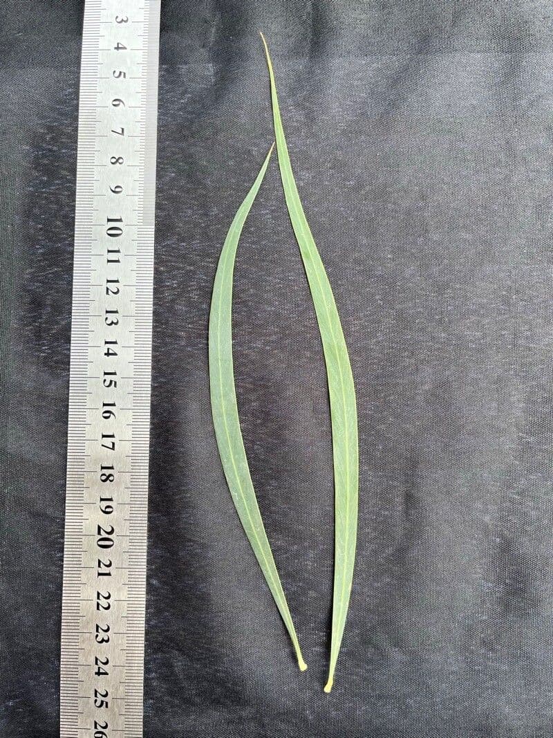 Acacia pendula 8