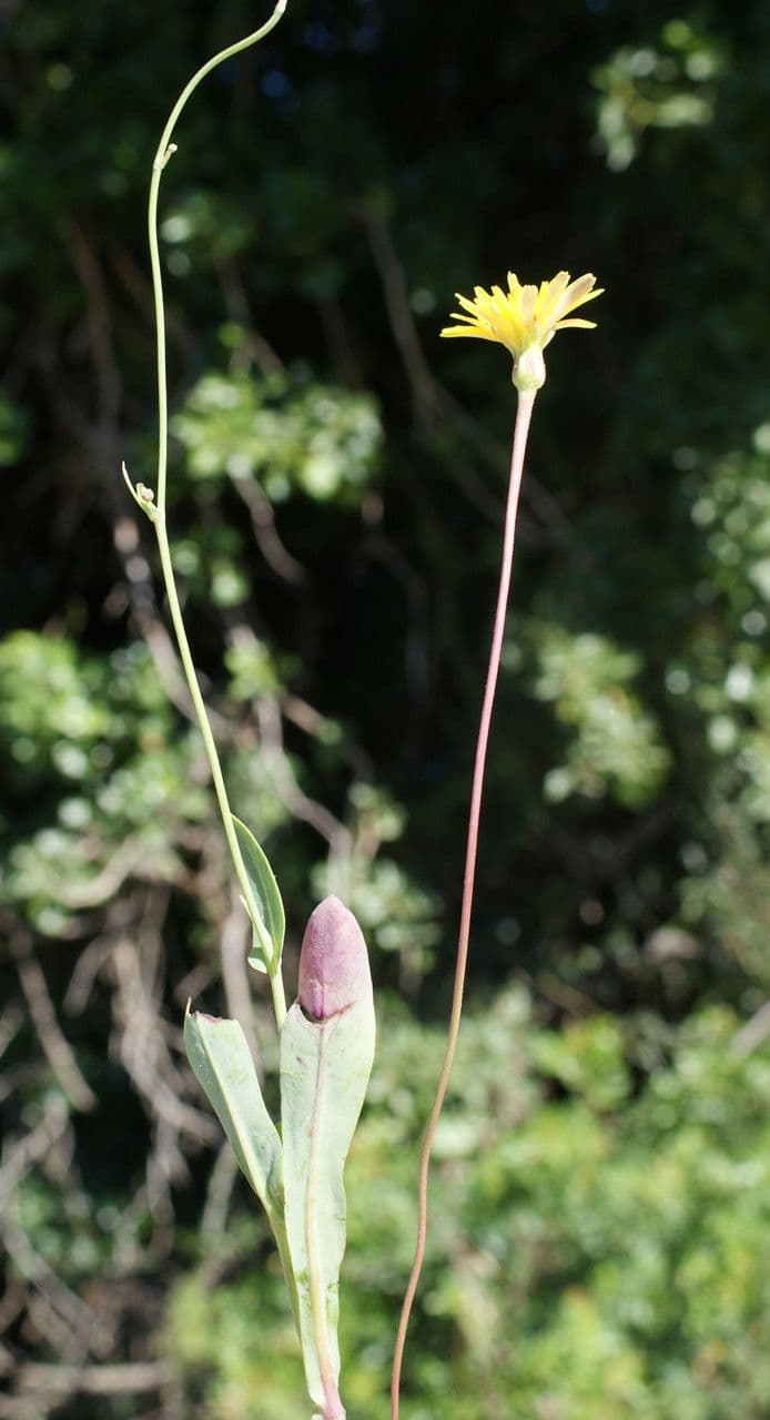 Reichardia 10