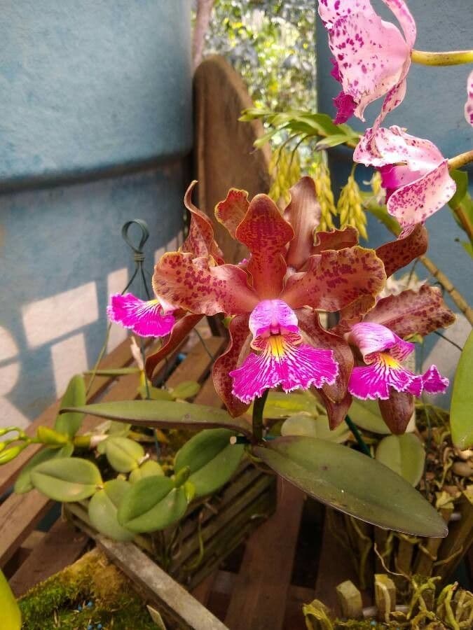 Cattleya 2