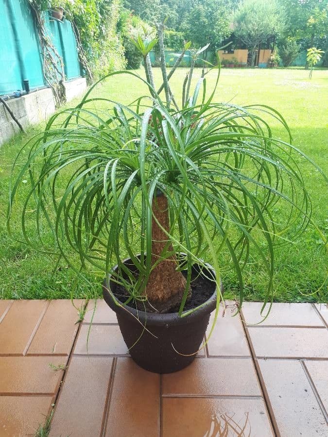 Beaucarnea 20