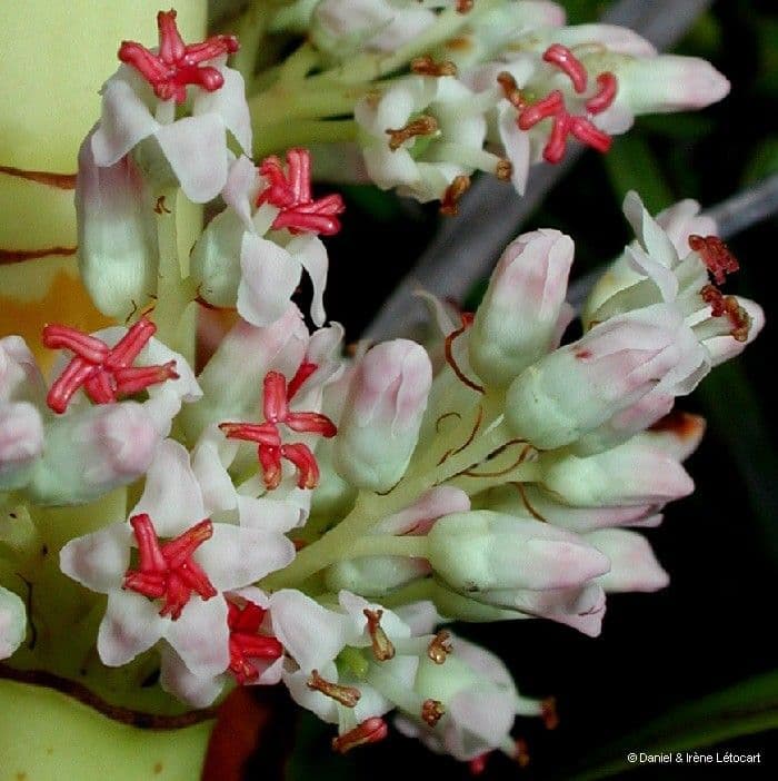Dracophyllum 6