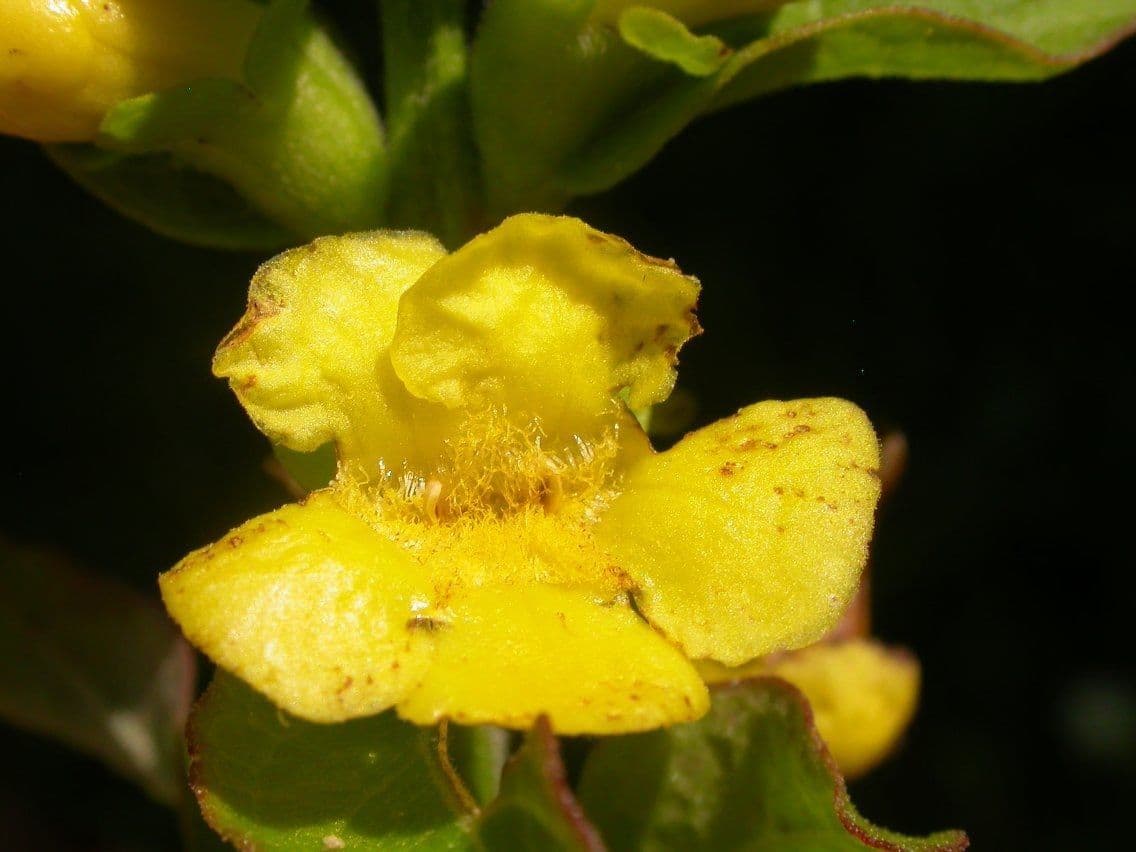 Aureolaria grandiflora 4