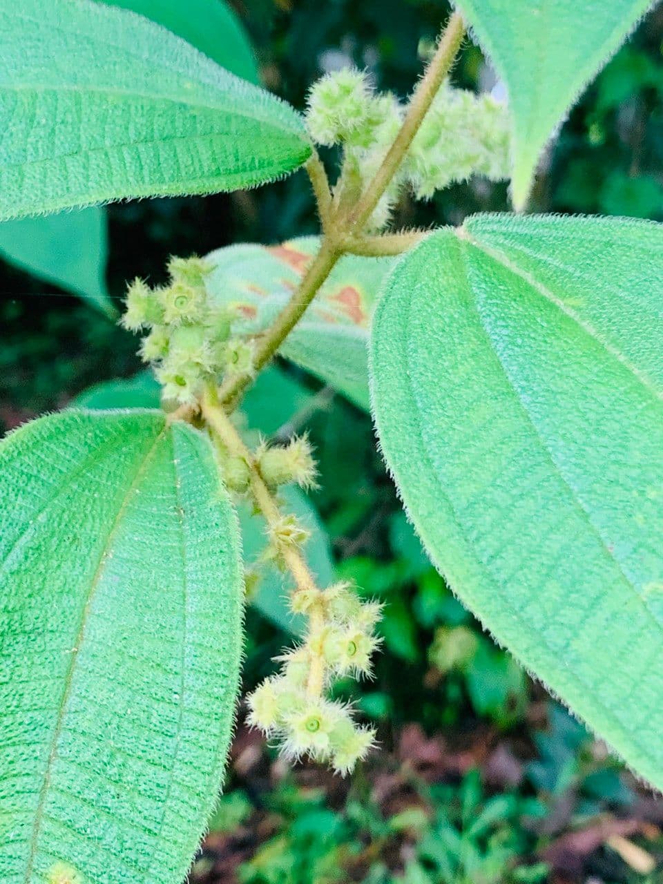 Miconia pendente 7