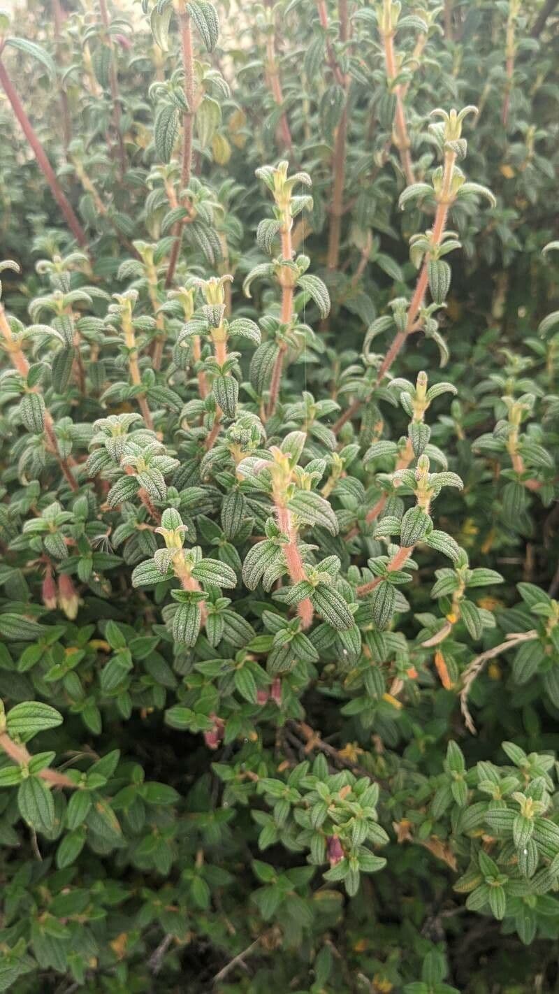 Brachyotum ledifolium 7