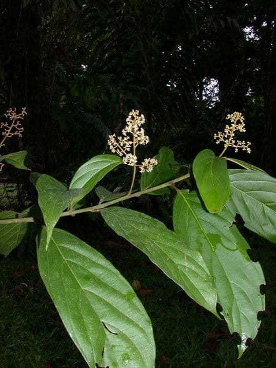 Nectandra 29