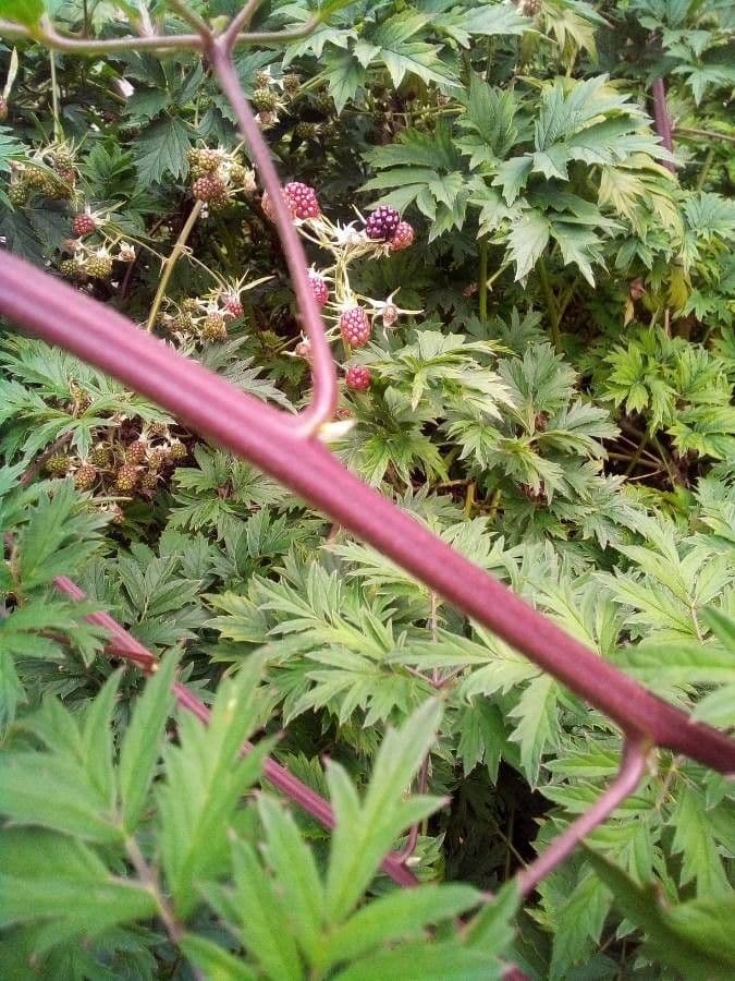 Schlitzblättrige Brombeere 25