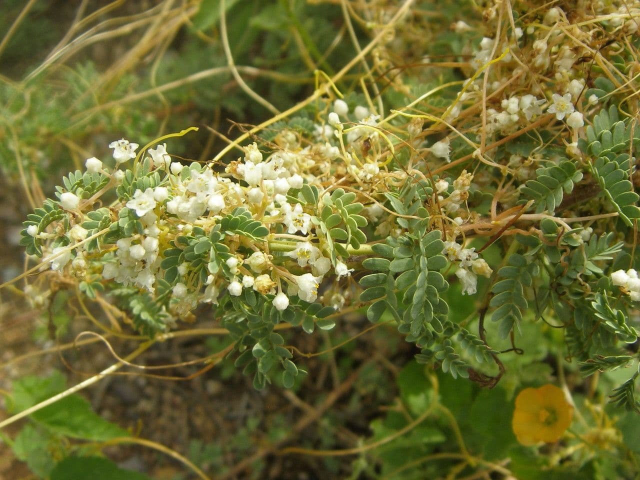 Cuscuta indecora 3
