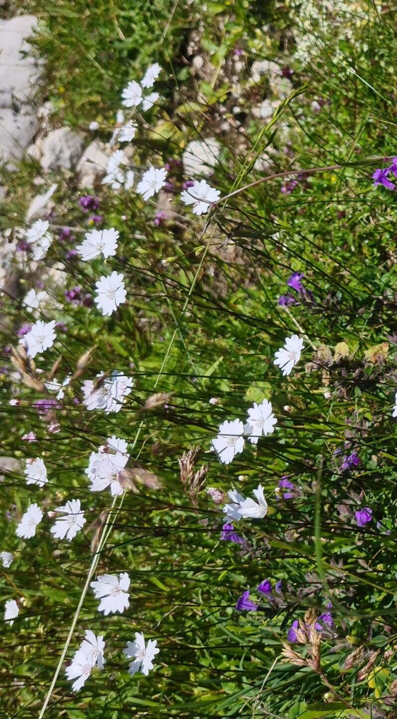 Silene