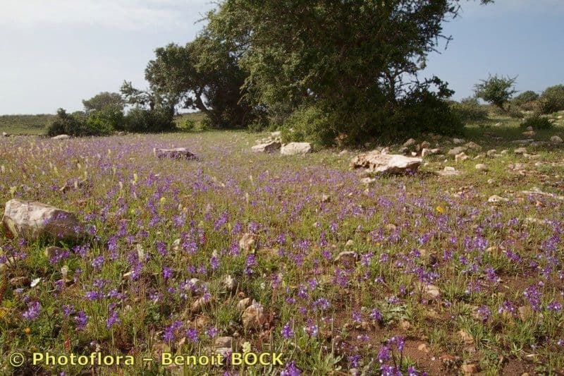 Linaria incarnata 9