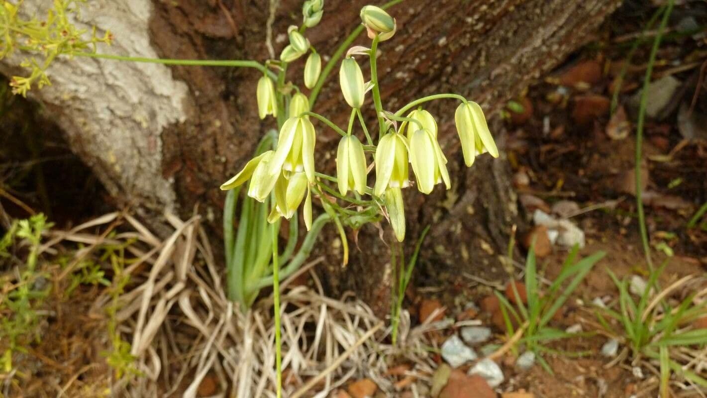 Albuca 4
