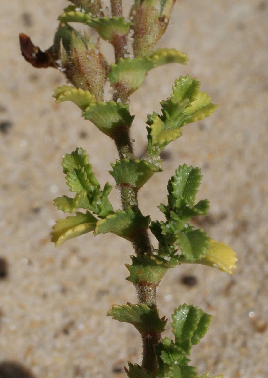 Onide variegata 17