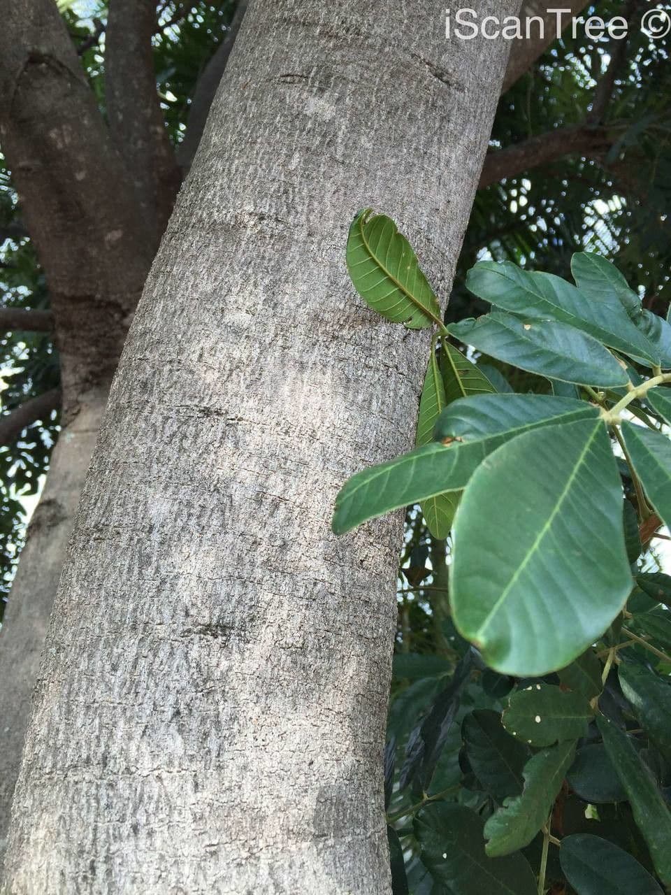 Trichilia 18