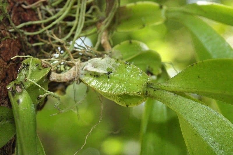 Bulbophyllum 22