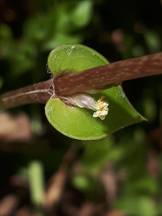 Callisia repens 4
