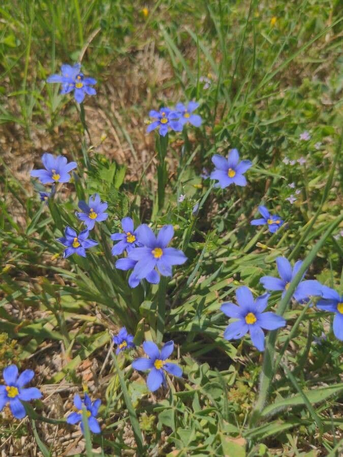Blaublüten 2