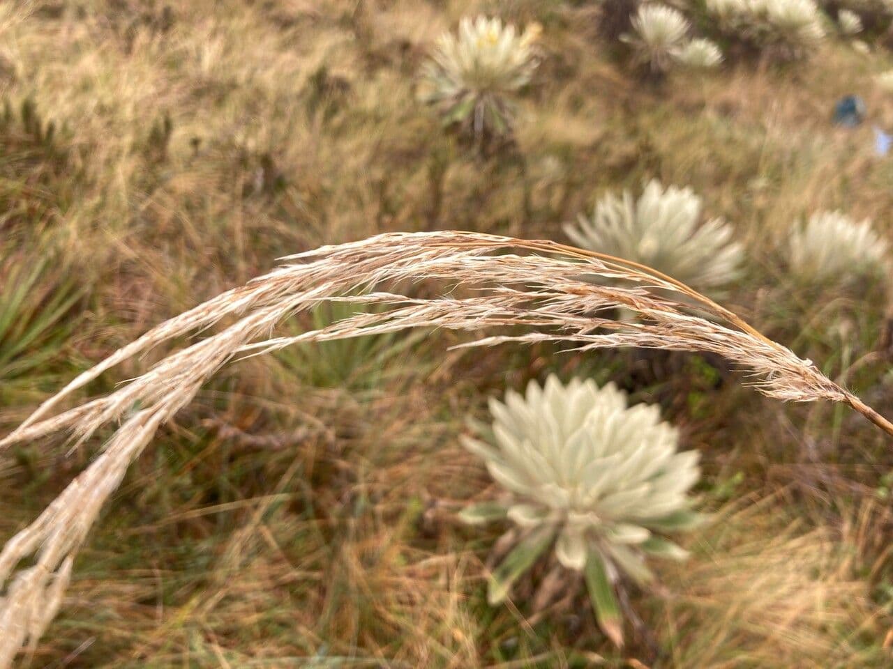 Cortaderia nitida 2