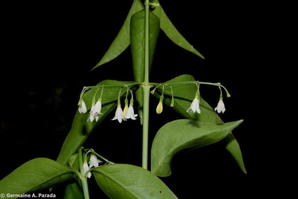 Chiococca alba 6
