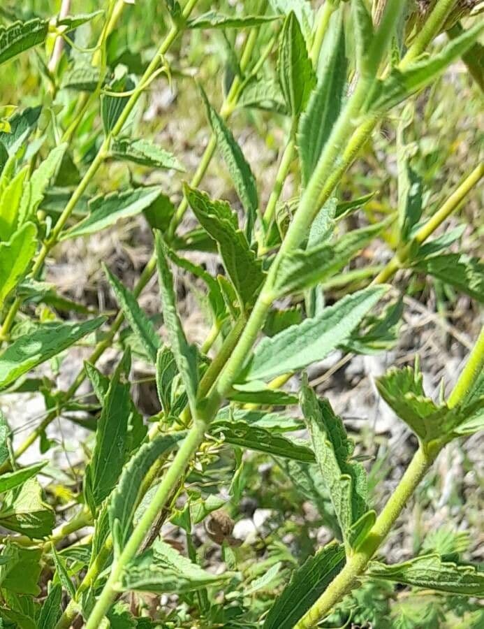 Chromolaena hirsuta 10