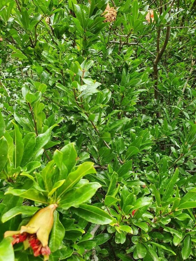Commiphora 6