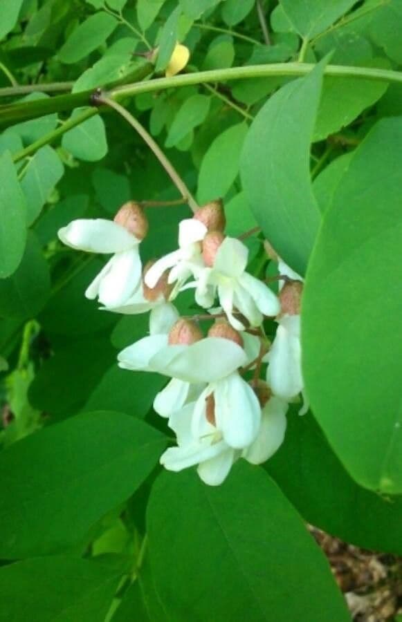 Robinia 9
