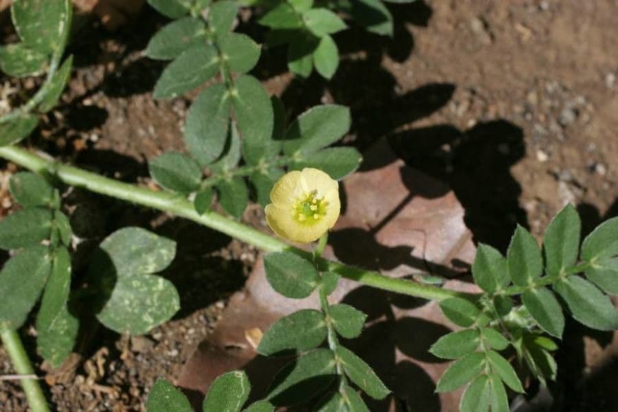 Kallstroemia 5