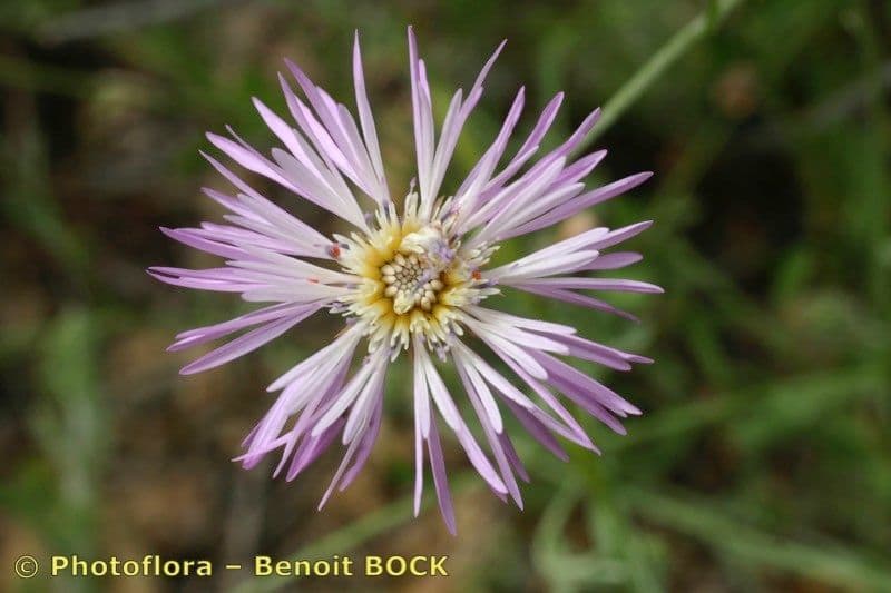 Volutaria spinosa 6