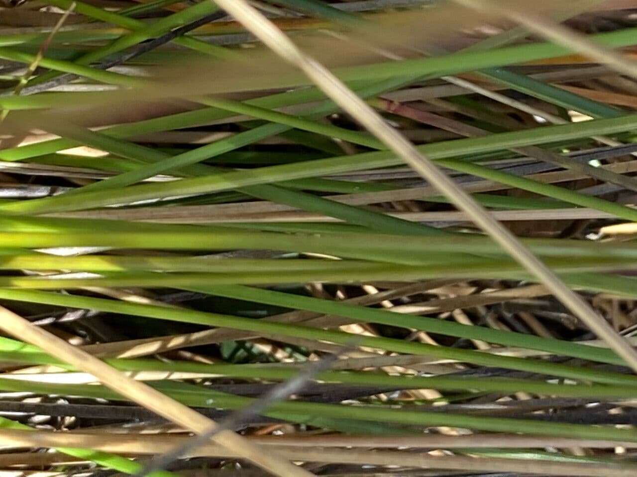Calamagrostis 13