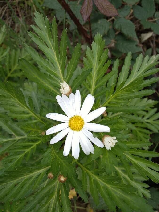Argyranthemum 8